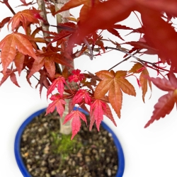 Acer Palmatum Deshojo - Acero - 46 cm