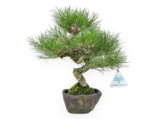 Pinus thunbergii - Black pine - 30 cm