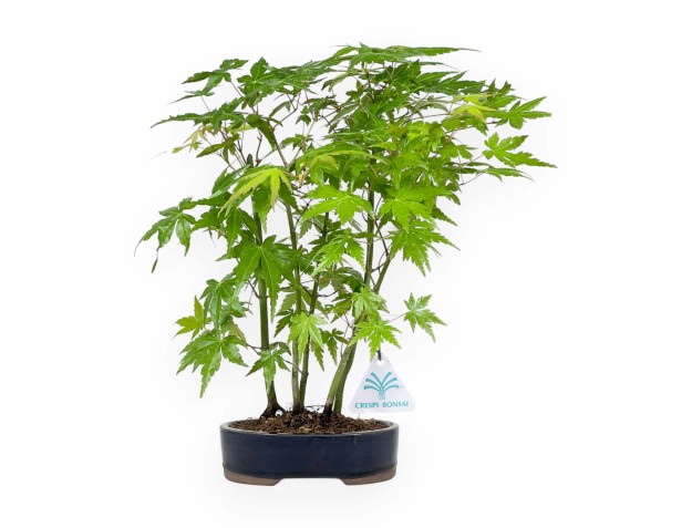 Acer Palmatum Viridis à partir de graines- Érable - 38 cm