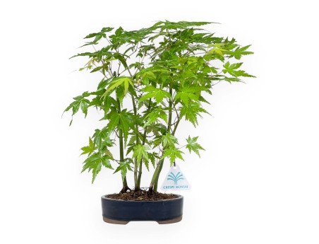 Acer Palmatum Viridis da seme - Acero - 38 cm