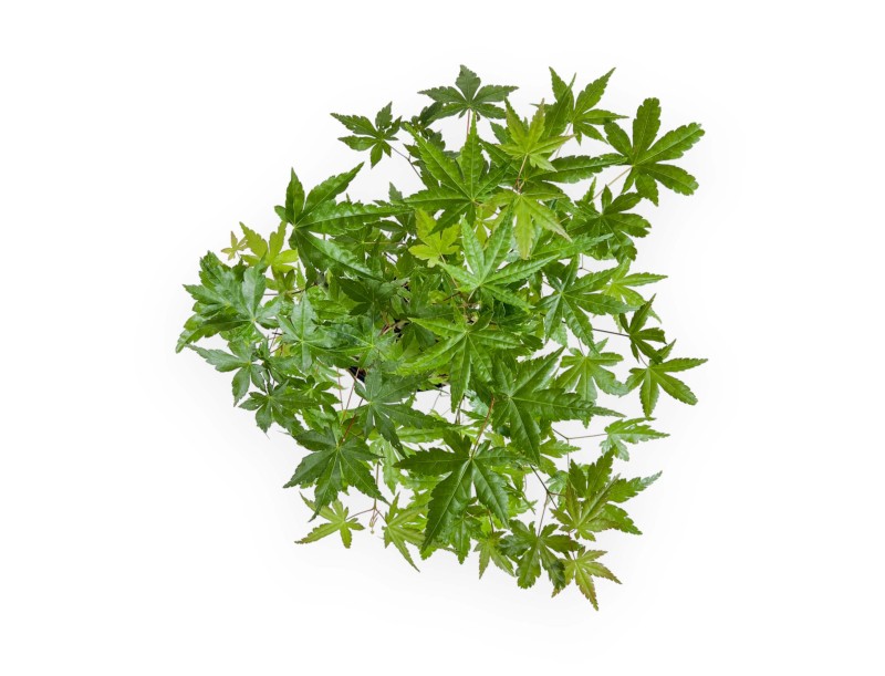 Acer Palmatum Viridis da seme - Acero - 38 cm