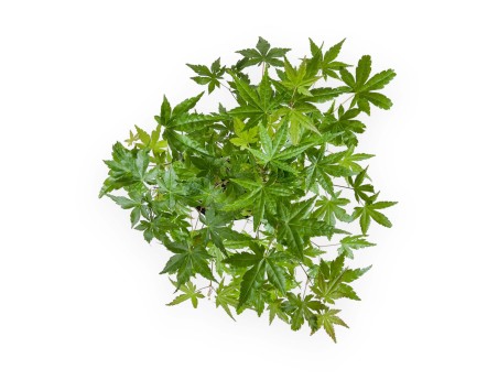 Acer Palmatum Viridis da seme - Acero - 38 cm