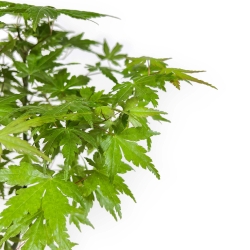 Acer Palmatum Viridis da seme - Acero - 38 cm