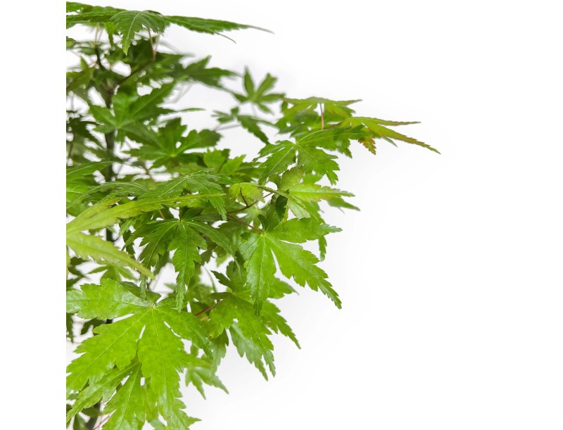 Acer Palmatum Viridis à partir de graines- Érable - 38 cm