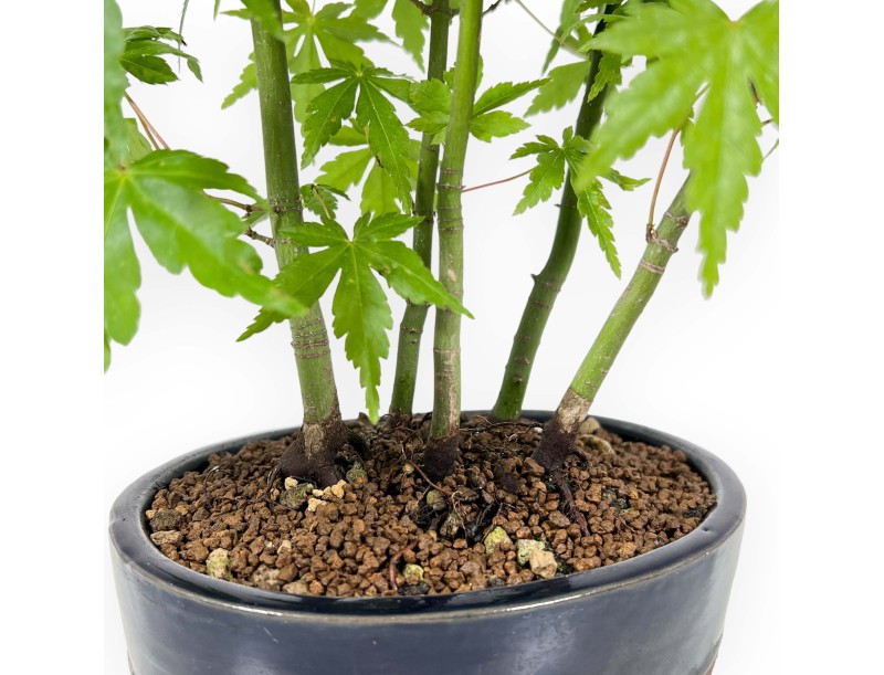 Acer Palmatum Viridis from seed - Maple - 38 cm