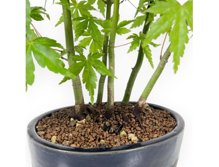 Acer Palmatum Viridis da seme - Acero - 38 cm