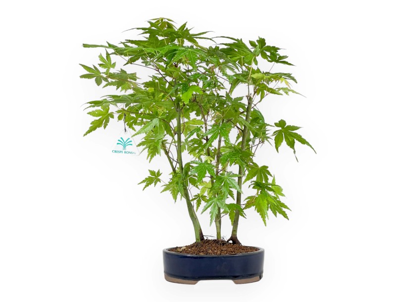 Acer Palmatum Viridis from seed - Maple - 38 cm