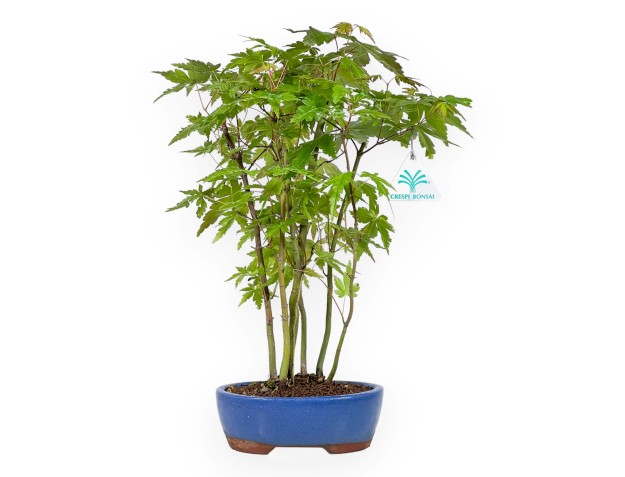 Acer Palmatum Viridis à partir de graines - Érable - 38 cm