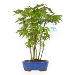 Acer Palmatum Viridis da seme - Acero - 38 cm