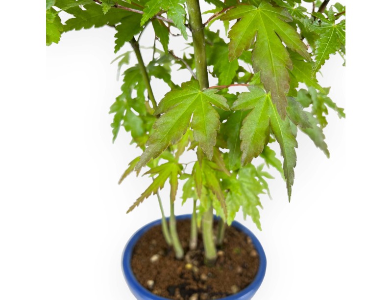 Acer Palmatum Viridis à partir de graines - Érable - 38 cm