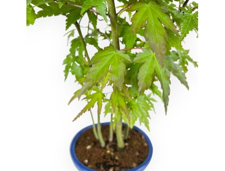Acer Palmatum Viridis from seed - Maple - 38 cm