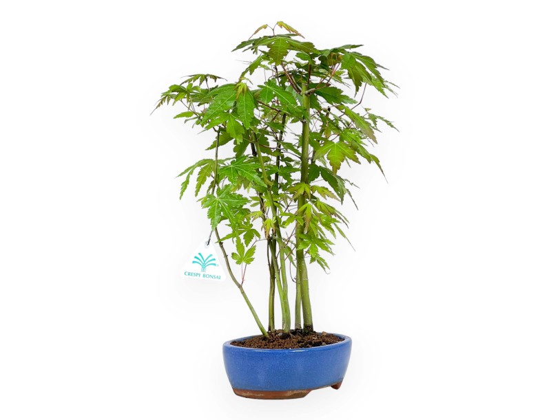 Acer Palmatum Viridis da seme - Acero - 38 cm