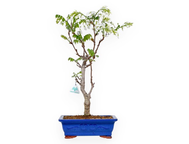 Wisteria Floribunda - Wisteria - 58 cm