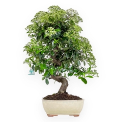 Pyracantha - 54 cm