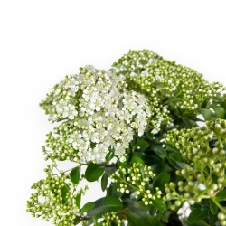 Pyracantha - 54 cm