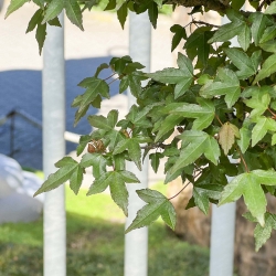 Acer Buergerianum - Acero - 76 cm