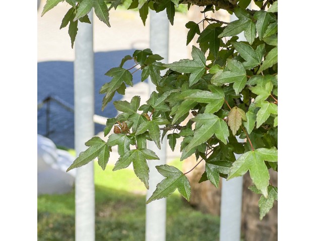 Acer Buergerianum - Maple - 76 cm 2