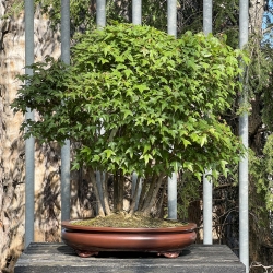 Acer Buergerianum - Acero - 76 cm