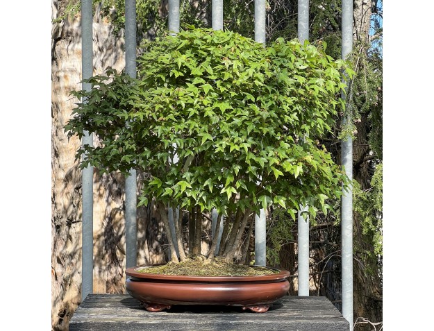 Acer Buergerianum - Maple - 76 cm