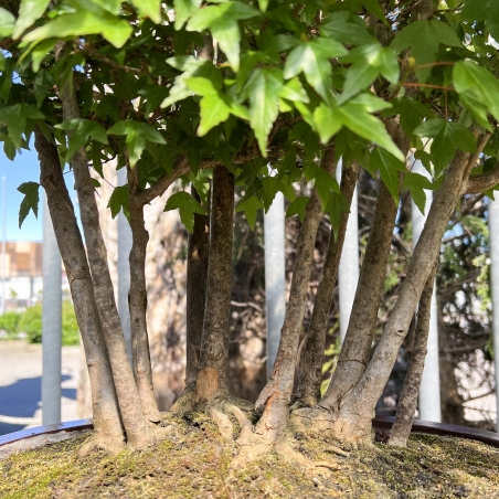 Acer Buergerianum - Acero - 76 cm