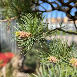 Pinus Pentaphylla - Pin à cinq aiguilles - 123 cm