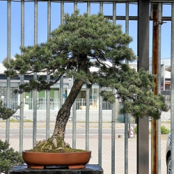 Pinus Pentaphylla - Pin à cinq aiguilles - 123 cm