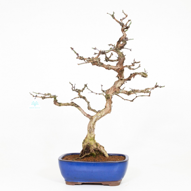 Rosa hirtula - Hakone rose - 62 cm