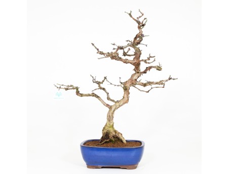 Rosa hirtula - Hakone rose - 62 cm