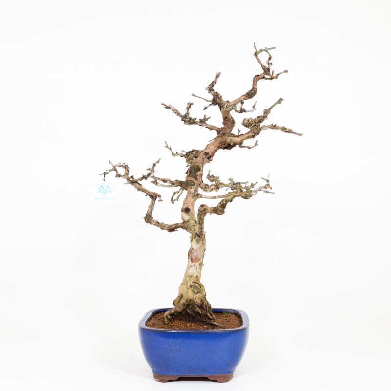 Rosa hirtula - 62 cm