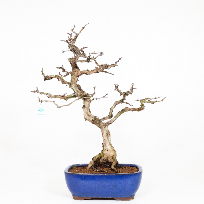 Rosa hirtula - Hakone rose - 62 cm