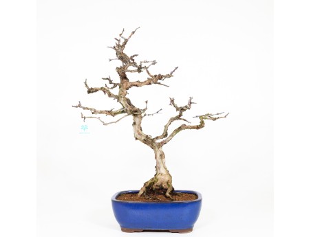 Rosa hirtula - Hakone rose - 62 cm