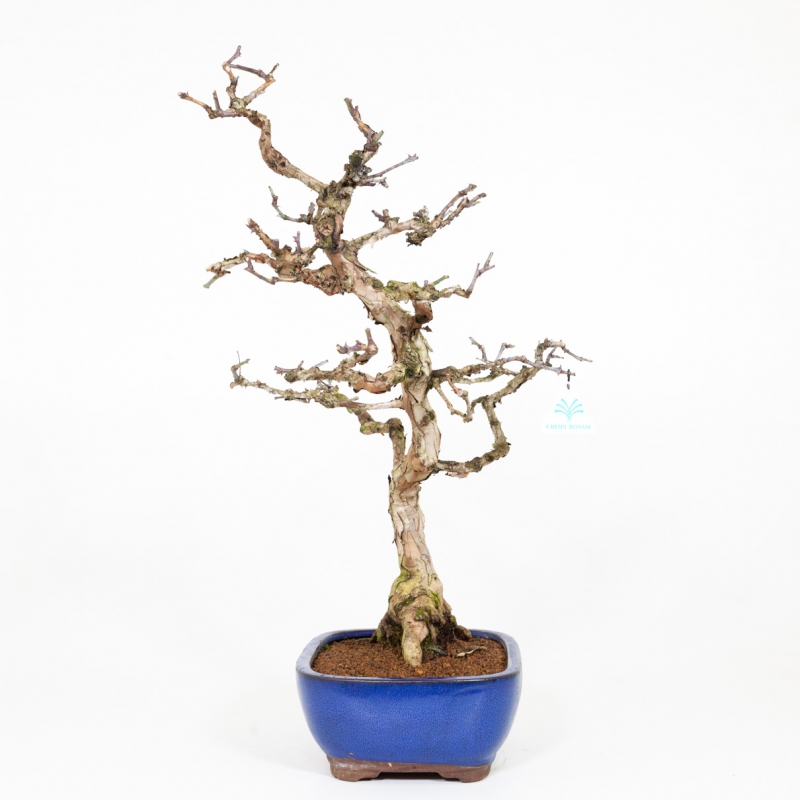 Rosa hirtula - 62 cm