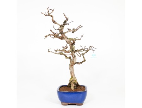 Rosa hirtula - Hakone rose - 62 cm