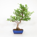 Rosa hirtula - Hakone rose - 62 cm