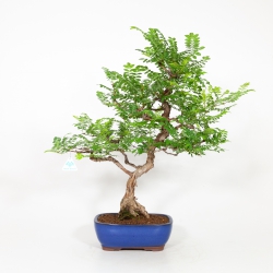 Rosa hirtula - Hakone rose - 62 cm