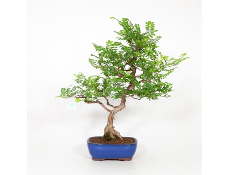 Rosa hirtula - 62 cm