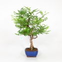 Rosa hirtula - Hakone rose - 62 cm
