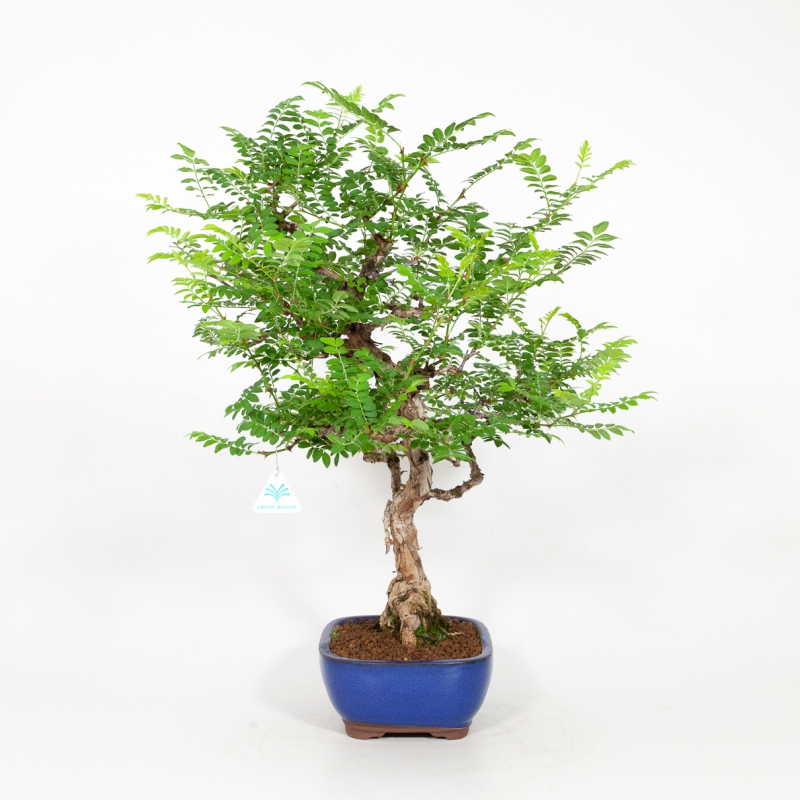 Rosa hirtula - Hakone rose - 62 cm