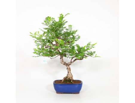 Rosa hirtula - Hakone rose - 62 cm