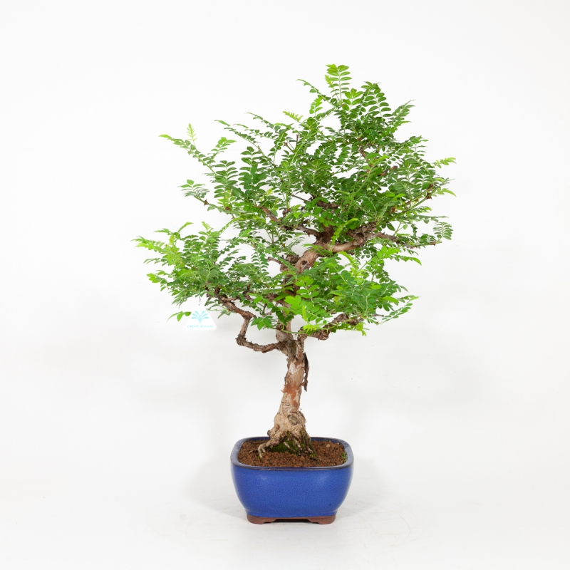 Rosa hirtula - Hakone rose - 62 cm