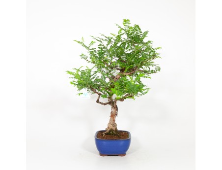 Rosa hirtula - 62 cm