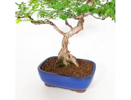 Rosa hirtula - 62 cm