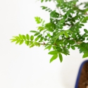 Rosa hirtula - Hakone rose - 62 cm