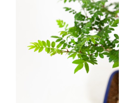 Rosa hirtula - Hakone rose - 62 cm