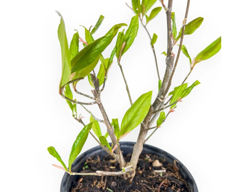 Magnolia Susan - Magnolia - 35 cm