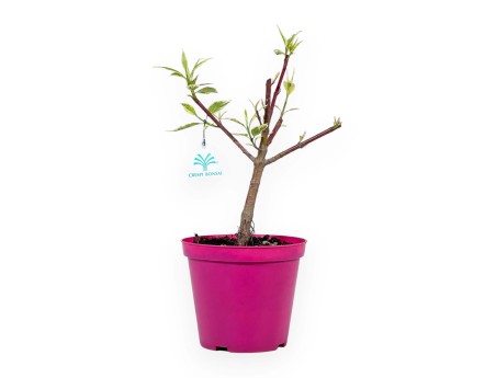 Cornus alba sibirica variegata - 35 cm