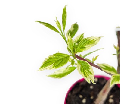 Cornus alba sibirica variegata - 35 cm