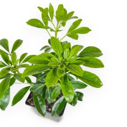 Choisya Ternata - 29 cm