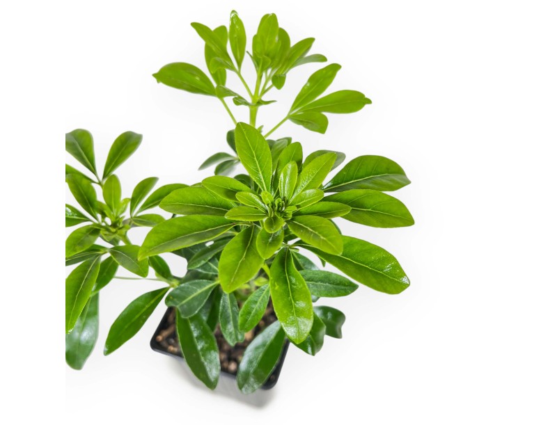 Choisya Ternata - 29 cm