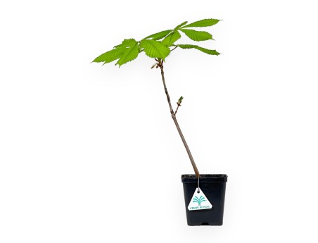 Aesculus Hippocastanum - Ippocastano - 41 cm